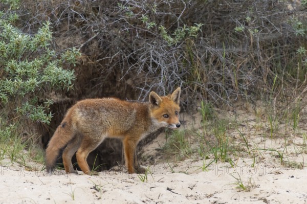 Fox (Vulpes vulpes), puppy, young fox, cute, Zandvoort, Netherlands