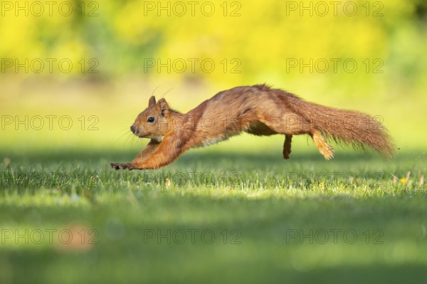 Running squirrel (ciurus vulgaris), Vechta, Lower Saxony, Germany