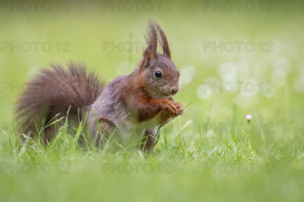 Squirrel (ciurus vulgaris), Vechta, Lower Saxony, Germany