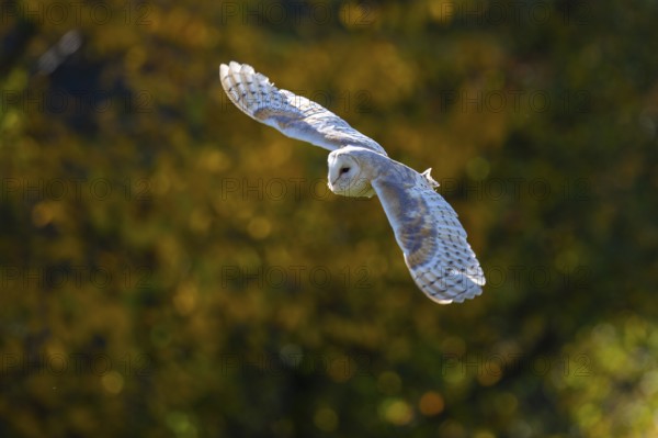 Barn owl (Tyto alba) in the evening light, Oldenburger Münsterland, Vechta, Lower Saxony, Germany