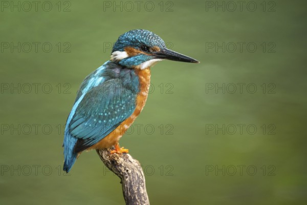 Kingfisher (Alcedo atthis) on a perch, Vechta, Lower Saxony, Germany