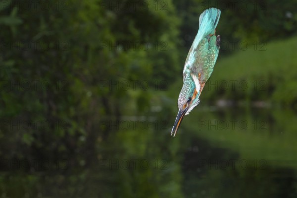 Kingfisher (Alcedo atthis) hunting, Vechta, Lower Saxony, Germany