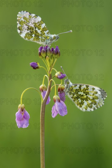 Aurora butterfly (Anthocharis cardamines) on meadowfoam, Oldenburger Münsterland, Vechta, Lower Saxony, Germany