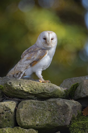 Barn owl (Tyto alba) in the evening light, Oldenburger Münsterland, Vechta, Lower Saxony, Germany