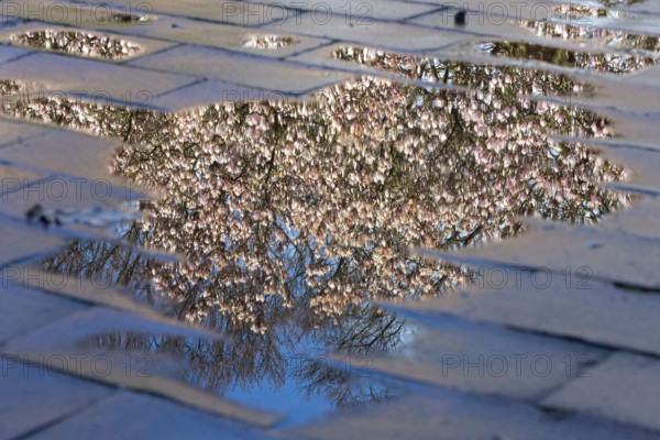 Flowering magnolia (Magnolia) in spring, Cloppenburg, Lower Saxony, Germany