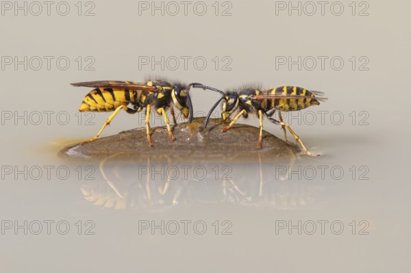 Wasps (Vespinae), Vechta, Lower Saxony, Germany