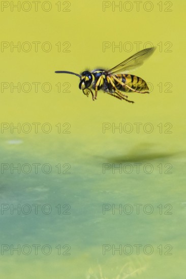 Wasps (Vespinae) in flight, Vechta, Lower Saxony, Germany