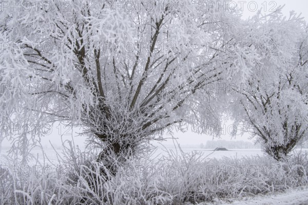Willows in snow, winter, Vechta, Lower Saxony, Germany