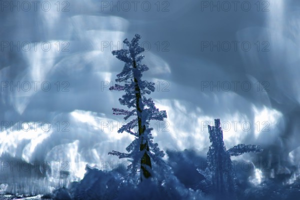 Ice crystals on a blade of grass in winter, hoarfrost, Goldenstedt, Lower Saxony, Germany
