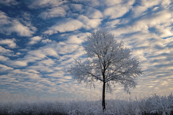 Tree in hoarfrost in winter, Vestrup, Oldenburger Münsterland, Lower Saxony, Germany