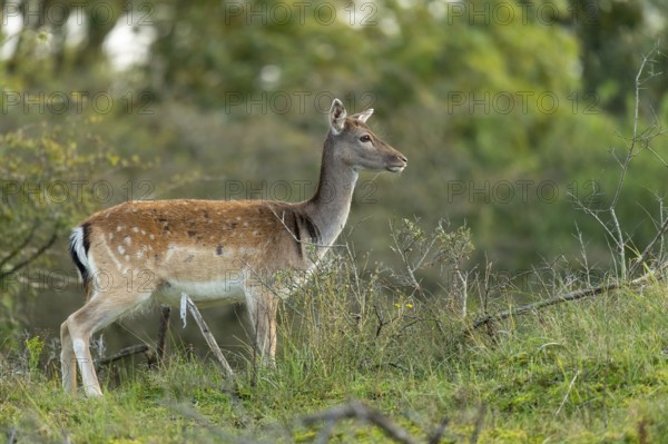 Fallow deer (dama dama), Zandvoort, North Holland, Netherlands