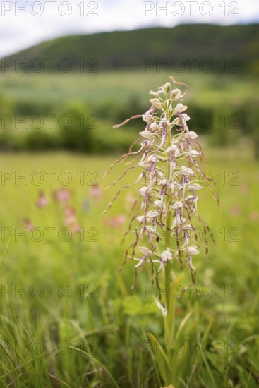 Goat's tongue (Himantoglossum hircinum), Leutra, Jena, Thuringia, Germany