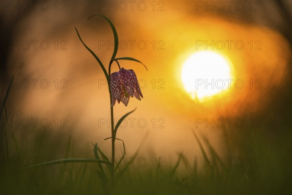 Snake's Head Fritillary (Fritillaria meleagris) at sunrise in a wet meadow in spring, Berne, Lower Saxony, Germany