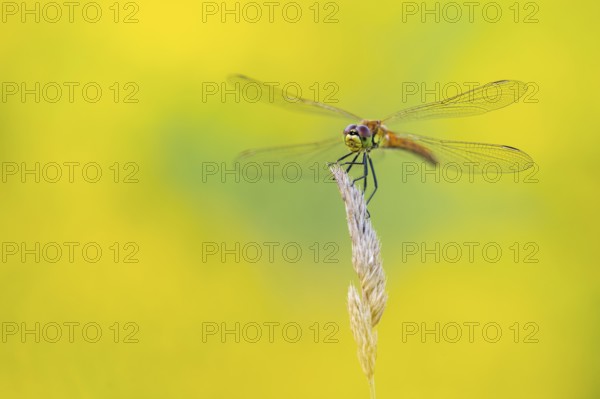 Marsh dragonfly (Sympetrum depressiusculum), Ahlhorn, Lower Saxony, Germany