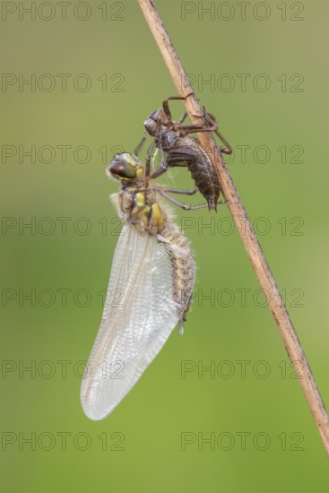 Methamorphosis of a four-spot (Libellula quadrimaculata), dragonfly, Oldenburger Münsterland, moor, lake, Goldenstedt, Lower Saxony, Germany