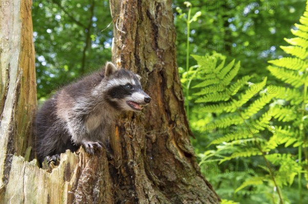 Young raccoon (Procyon lotor) on a discovery tour, Steinhagen, North Rhine-Westphalia, Germany
