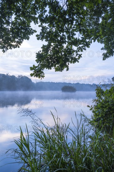 Daybreak with fog at blue hour in the Ahlhorner Fischteiche nature reserve of the Lower Saxony State Forests, Ahlhorn, Lower Saxony, Germany