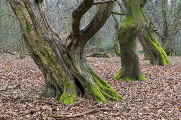 Old trees with dead wood in the Hudewald Urwald tree trail in the Ahlhorner Fischteiche nature reserve, Oldenburger Münsterland, Emstek, Lower Saxony, Germany