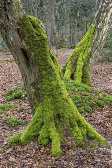 Old trees with dead wood in the Hudewald Urwald tree trail in the Ahlhorner Fischteiche nature reserve, Oldenburger Münsterland, Emstek, Lower Saxony, Germany