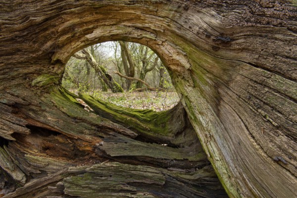 Tree in Hudewald and nature reserve Urwald tree trail in spring, dead wood, Emstek, Lower Saxony, Germany