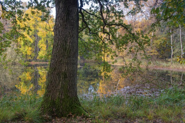 Autumn in the Ahlhorn Fish Ponds Nature Reserve of the Lower Saxony State Forests, Ahlhorn, Lower Saxony, Germany