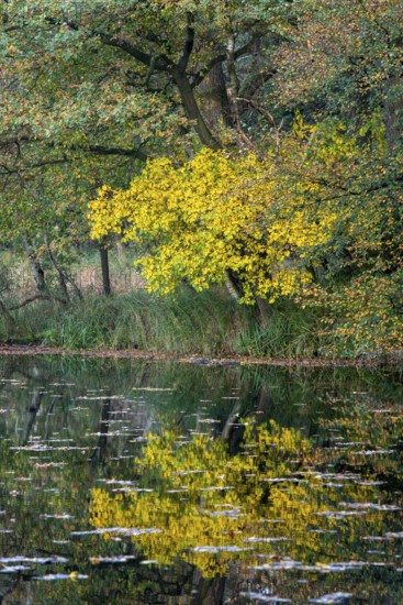 Autumn in the Ahlhorn Fish Ponds Nature Reserve of the Lower Saxony State Forests, Ahlhorn, Lower Saxony, Germany