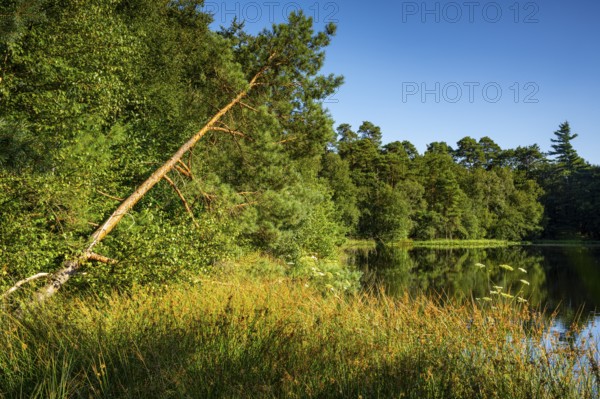 Diana See in the Ahlhorner Fischteiche Nature Reserve, Wildeshausener Geest, Ahlhorn, Lower Saxony, Germany