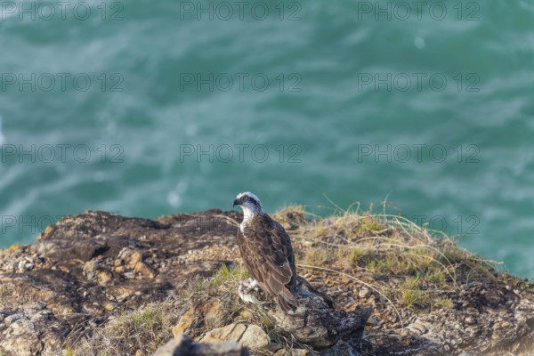 Daytime capture of an osprey holding a fish on rocks at Cape Byron, New South Wales, Australia