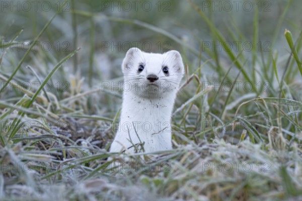 Ermine (Mustela erminea), in winter fur, Münster, Tyrol, Austria