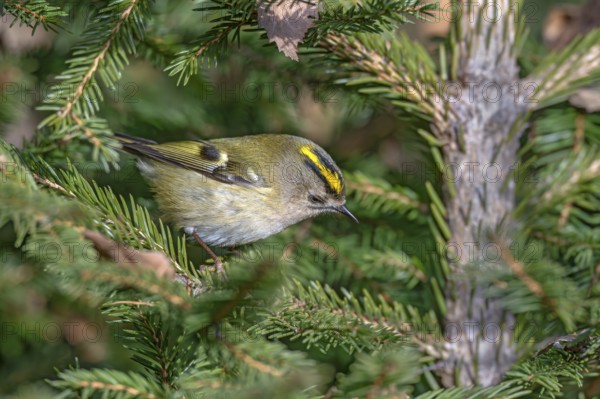 Goldcrest (Regulus regulus), Pillberg, Pill, Tyrol, Austria