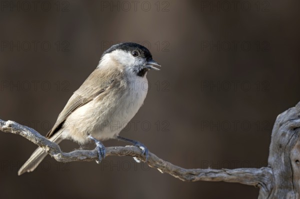Marsh tit (Parus palustris), sitting on a branch, Terfens, Tyrol, Austria
