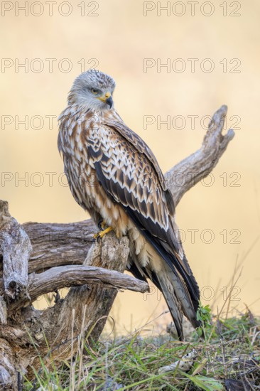 Red kite (Milvus milvus), sitting on dead wood, Münster, Tyrol, Austria