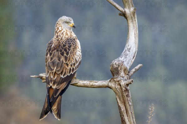 Red kite (Milvus milvus), sitting on a branch, Münster, Tyrol, Austria