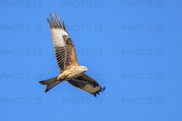 Red kite (Milvus milvus), in flight, Münster, Tyrol, Austria