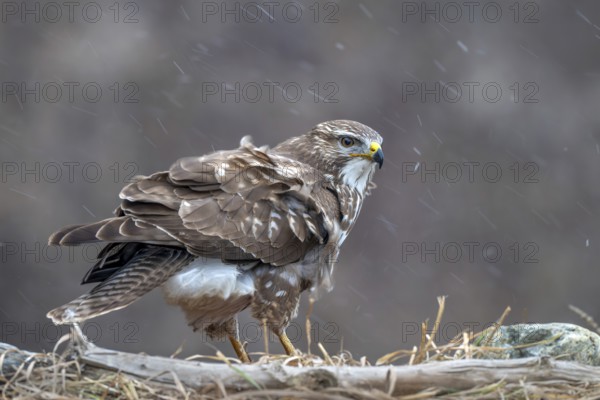 Common buzzard (Buteo buteo) sitting on the ground during snowfall, Terfens, Tyrol, Austria