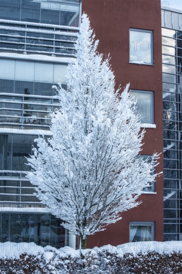 A snow-covered tree in front of an apartment buildings in Ystad, Skåne County, Sweden, Scandinavia