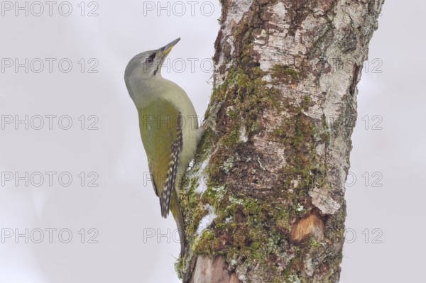 Grey-headed woodpecker (Picus canus), or great spotted woodpecker, female on a birch overgrown with moss, wildlife, woodpeckers, bird, nature photography, winter, Neunkirchen, Siegerland, North Rhine-Westphalia, Germany