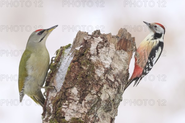Grey-headed woodpecker (Picus canus), or lesser spotted woodpecker, male and middle spotted woodpecker (Dendrocopos medius) on an old birch overgrown with moss, Wildlife, woodpeckers, nature photography, winter, Neunkirchen, Siegerland, North Rhine-Westphalia, Germany