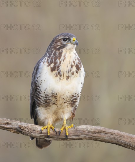 Buzzard (Buteo buteo) sitting attentively on a branch, wildlife, animals, birds, bird of prey, nature photography, winter, Siegerland, North Rhine-Westphalia, Germany