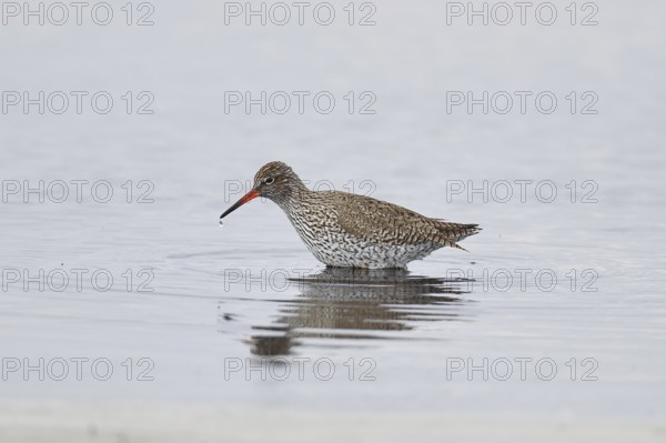Redshank (Tringa totanus) standing on a flooded meadow in the morning mist, snipe bird, spring, wildlife, Hüde, Ochsenmoor, Dümmer See, Hüde, Lower Saxony, Germany
