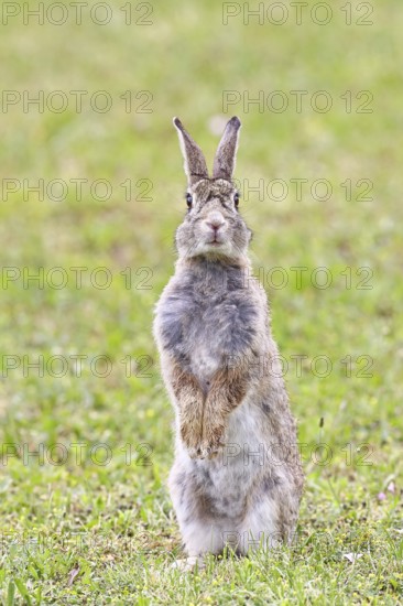 Wild rabbit (Oryctolagus cuniculus), sitting in a meadow, making mate, erect, fully grown, alert, wildlife, animals, rodent, Podersdorf, Lake Neusiedl-Seewinkel National Park, Burgenland, Austria