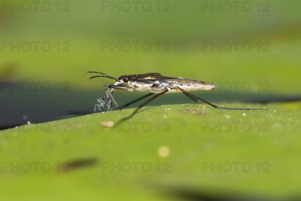 Common pond skater (Gerris lacustris) adult insect feeding on an aphid on a water lily pad or leaf on the water surface of a garden pond, England, United Kingdom