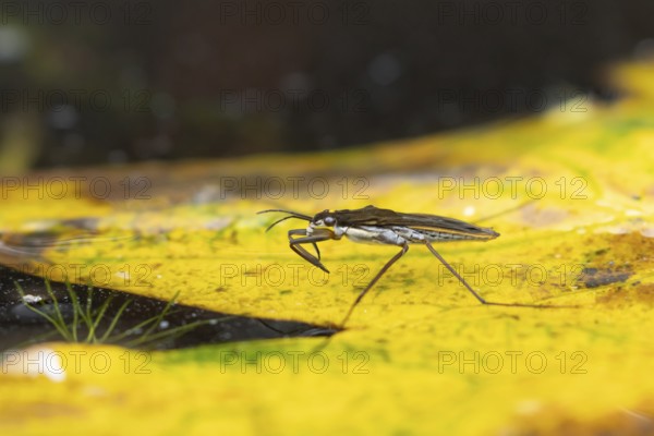 Common pond skater (Gerris lacustris) adult insect on a fallen autumn tree leaf on the water surface of a garden pond, England, United Kingdom