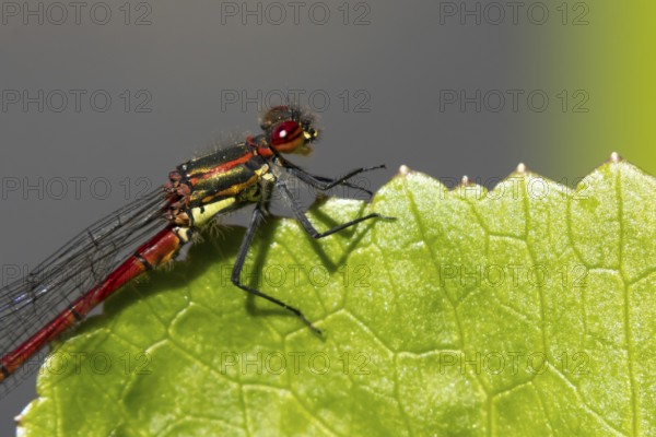 Large red damselfly (Pyrrhosoma nymphula) adult insect resting on a plant leaf in summer, England, United Kingdom