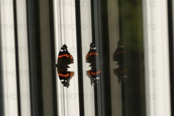 Red admiral butterfly (Vanessa atalanta) adult insect on a house conservatory window frame in summer, England, United Kingdom
