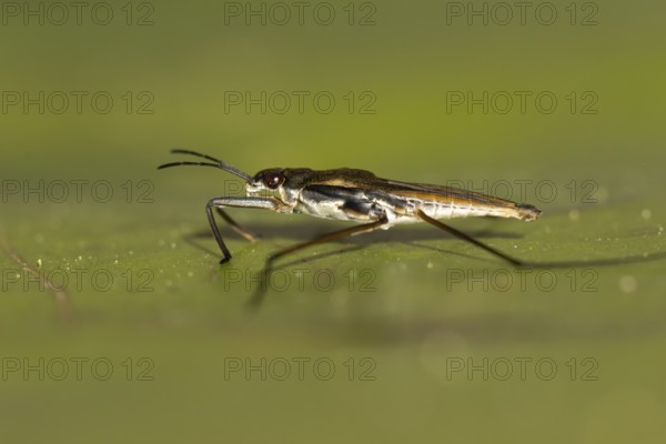 Common pond skater (Gerris lacustris) adult insect on a water lily pad or leaf on the water surface of a garden pond, England, United Kingdom