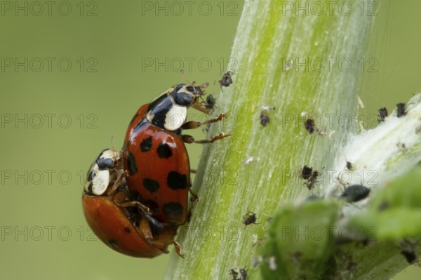 Harlequin ladybird or ladybug (Harmonia axyridis) two adult insects mating on a garden plant stem in summer, England, United Kingdom