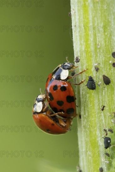 Harlequin ladybird or ladybug (Harmonia axyridis) two adult insects mating on a garden plant stem in summer, England, United Kingdom