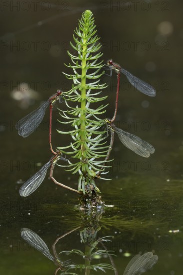 Large red damselfly (Pyrrhosoma nymphula) two pairs of adult insects mating on pond weed in summer, England, United Kingdom
