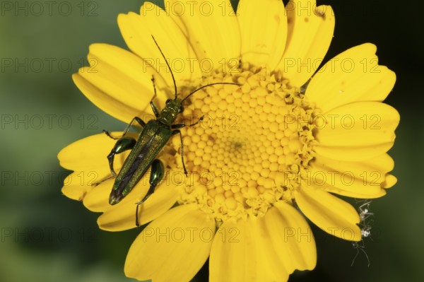 Thick-legged flower beetle (Oedemera nobilis) adult insect on a Corn marigold flower in summer, England, United Kingdom